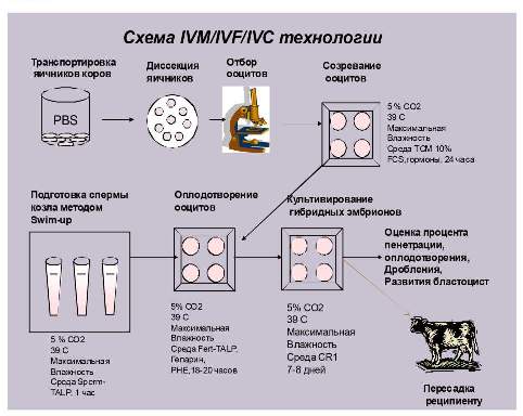  IVM/IVF/IVC