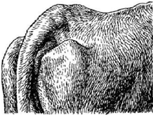 Лютеиновая киста яичника крс