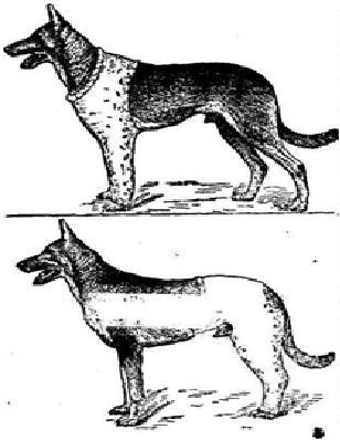 гипсовая повязка на конечности собаки