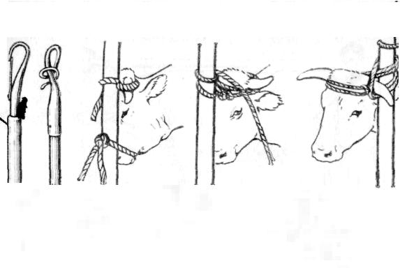 водила для коровы