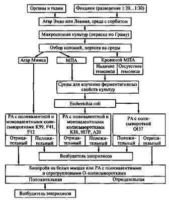 схема бак исследования патматериала при эшерихиозе