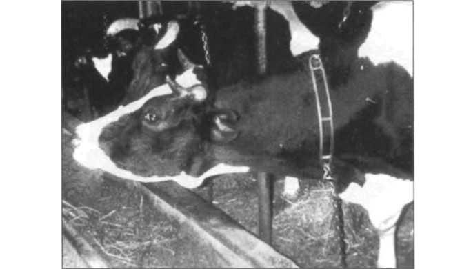 увеличесние нижнечелюстного узла коровы при лейкозе