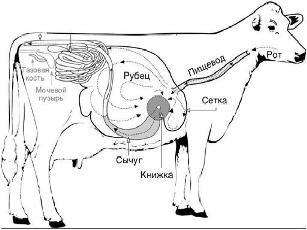 пищеварительная система коровы