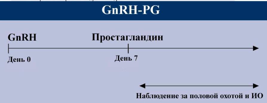 синхронизация GnRg pg